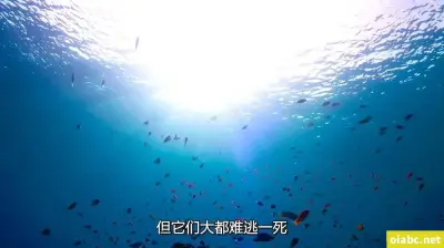 1111kf剧照3