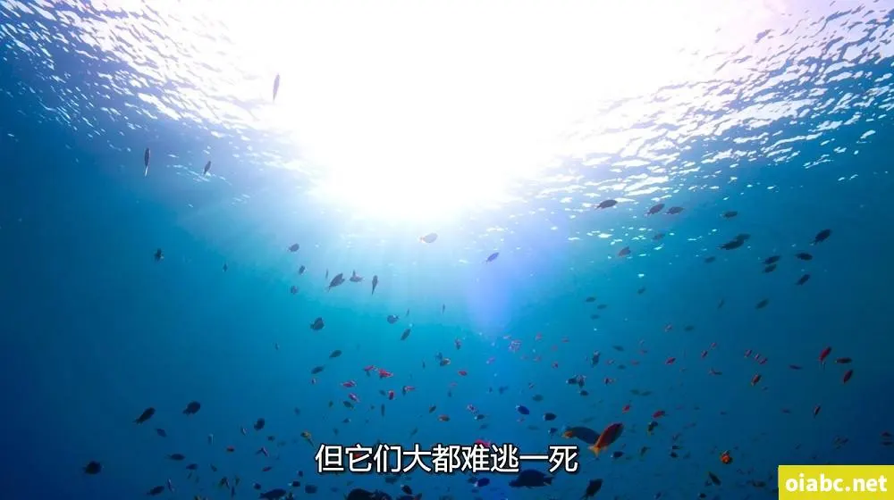 萌幻之乡acg资源分享站剧照1